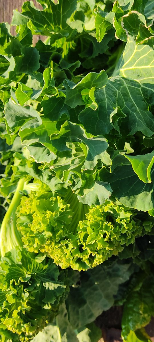 progresslondon's tweet photo. Signs of a new season...
๐ธ: Progress, London
#TheBiggerPicture #Seed2Plate #Empowerment #FutureFood #Time4Progress #Heritage #AncientTechniques #Global #SocialChange #ResilienceArts #ResilienceFilm #ResilienceGardening #Food4Thought #ThinkofOthers #ThinkOutoftheBox #BeSafe https://t.co/Rd1mmLapxr