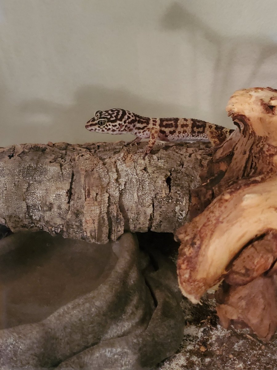 PikaWolfVr's tweet photo. I would like y'all to meet mine and my Darlings child!! 
His name is Louie and he's settling in his new home just fine!!🥰 
He's super cute and sweet!!
Will be posting more photos in the future of him!!🥰🥰
#Leopardgeckomom!! https://t.co/bdnxHiacrh