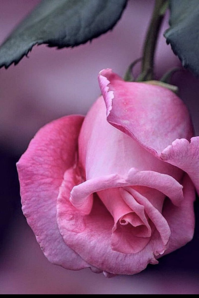 #صباح_الخير

صباح الخير للدُنيا ولقلبي وللحياة التي تُشرق من مبسمي 🌷😁