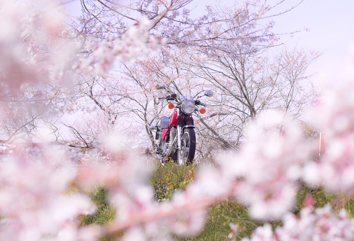 sr400___m's tweet photo. ❤️🌸❤️🌸❤️🌸

#SR400 #YAMAHAが美しい https://t.co/hYqn9ASeWe