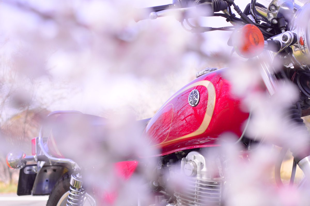 sr400___m's tweet photo. ❤️🌸❤️🌸❤️🌸

#SR400 #YAMAHAが美しい https://t.co/hYqn9ASeWe