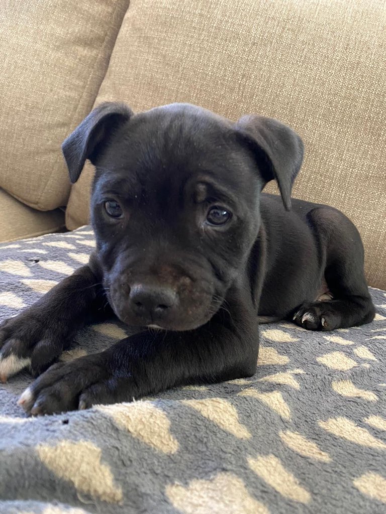 CoertVorster's tweet photo. @dog_rates Meet Wilson 🐾 https://t.co/Xvsb9keYqQ