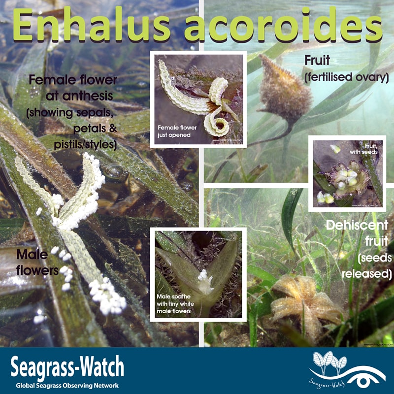SeagrassWatch's tweet photo. Enhalus acoroides found in tropical coastal waters from Africa to Pacific Islands. Uses water surface for pollination. More https://t.co/tiz5iAHt3Z
#seagrasswatch #seagrass #globalseagrassobservingnetwork #enhalus #enhalusacoroides #seagrassawarenessmonth https://t.co/o5cVolQ54O