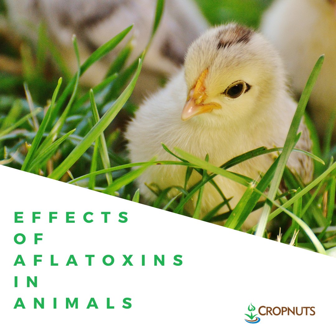 Cropnuts's tweet photo. Could your animals be at risk?

Here are some effects of Aflatoxins in Animals: 

In chicken, aflatoxins can cause liver damage, reduced meat and egg production, inferior eggshell quality, inferior carcass quality, and increased susceptibility to diseases.

#AflatoxinSeries https://t.co/qFqUge2hH5