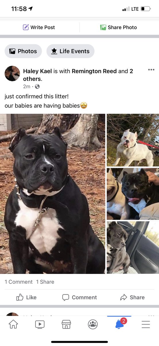 DMNecaise's tweet photo. 🚨🚨🚨🚨 pups dropping in the next 10 days better reserve one before they all gone🚨🚨🚨🚨 https://t.co/dQHUE6hQAO