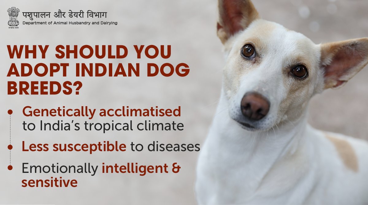 #dont_buy_but_adopt