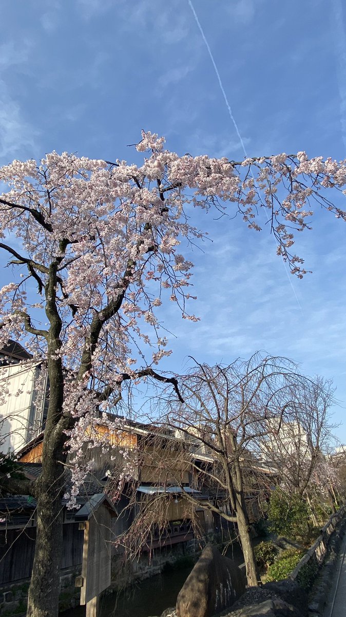 ksk_47's tweet photo. 先日鴨川近くにあるホテル　「ALZA KYOTO」に宿泊してきました❗️実は宿泊券をいただいてしまいまして😁
部屋からは鴨川を見られ、広々とした部屋でゆっくりとくつろげました👍
朝は近くの白川を散歩。桜が咲いていて写真を撮っている方もたくさんいました。
本当に良かったです✨
#京都
@recotri https://t.co/pTtXAXTiK8