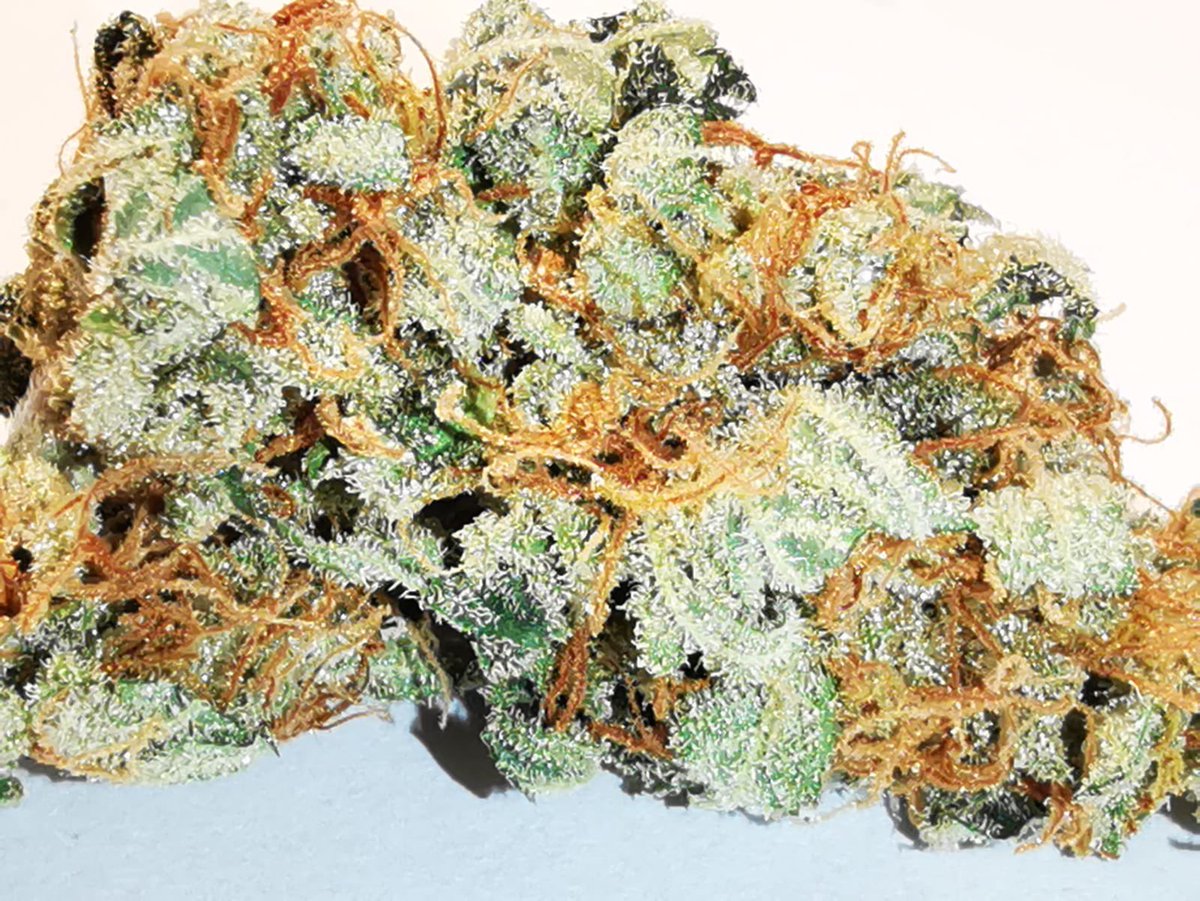 Nuestra Mr Gorilla Cream es un híbrido 60% Indica 40% Sativa altamente productivo y de floración rápida. Híbrido de la marihuana Gorilla Glue #4, la Big Bud y la Cookies &amp; Cream, todas con gran potencia psicoactiva, por su rendimiento y su intenso aroma. #cannabiscommunity #seeds