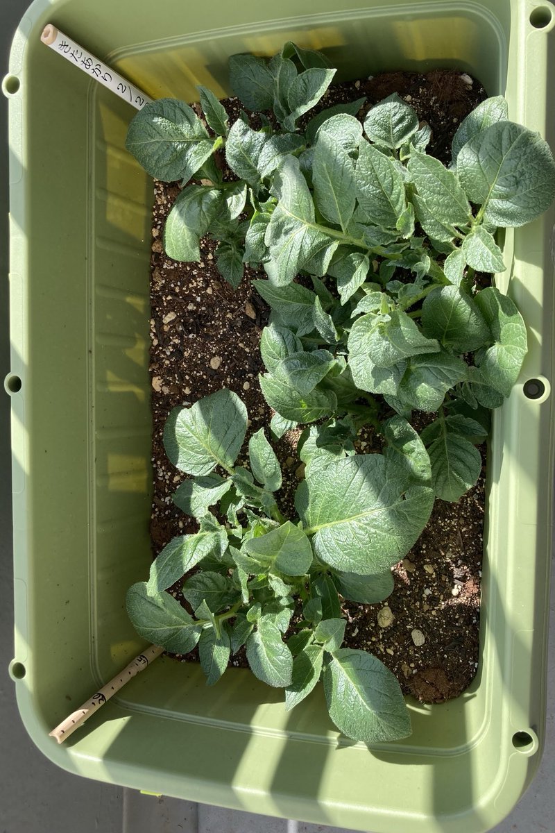 タツロー Tatsuro じゃがいものプランター栽培です 植付けから1ケ月5日 発芽から14日目です 背丈は5cm程 順調でーす 10cmになったら芽かき予定 タツローの家庭菜園大学 家庭菜園 じゃがいも プランター栽培