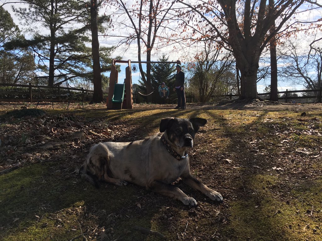 KimsMindStorm's tweet photo. @dog_rates My sweet Loki. 💕 https://t.co/iQM9q0WRYN