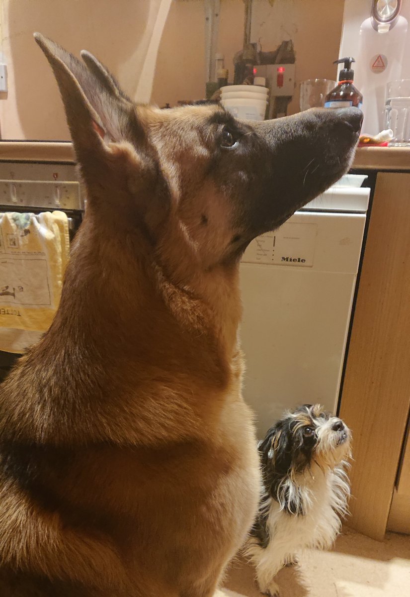 PownallHarris's tweet photo. @KSwiz Dog training on Zoom today! https://t.co/nXiwtxfikA