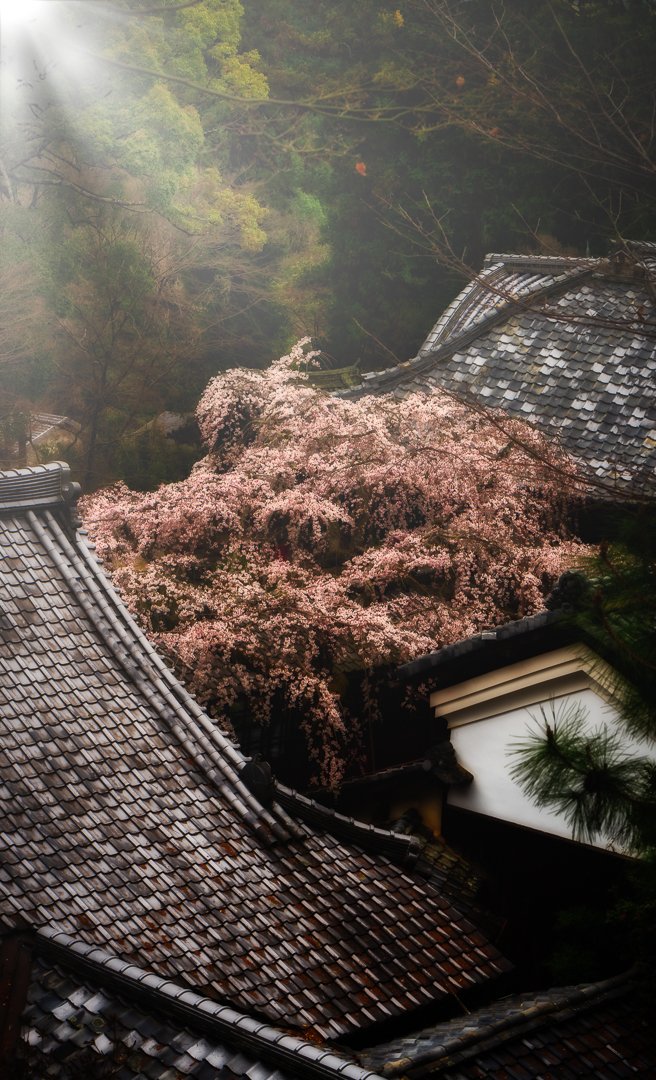 KeccoOn's tweet photo. 桜と瓦はよく似合う
#東京カメラ部 
#京都
#kyoto https://t.co/gmaEDDjYjm