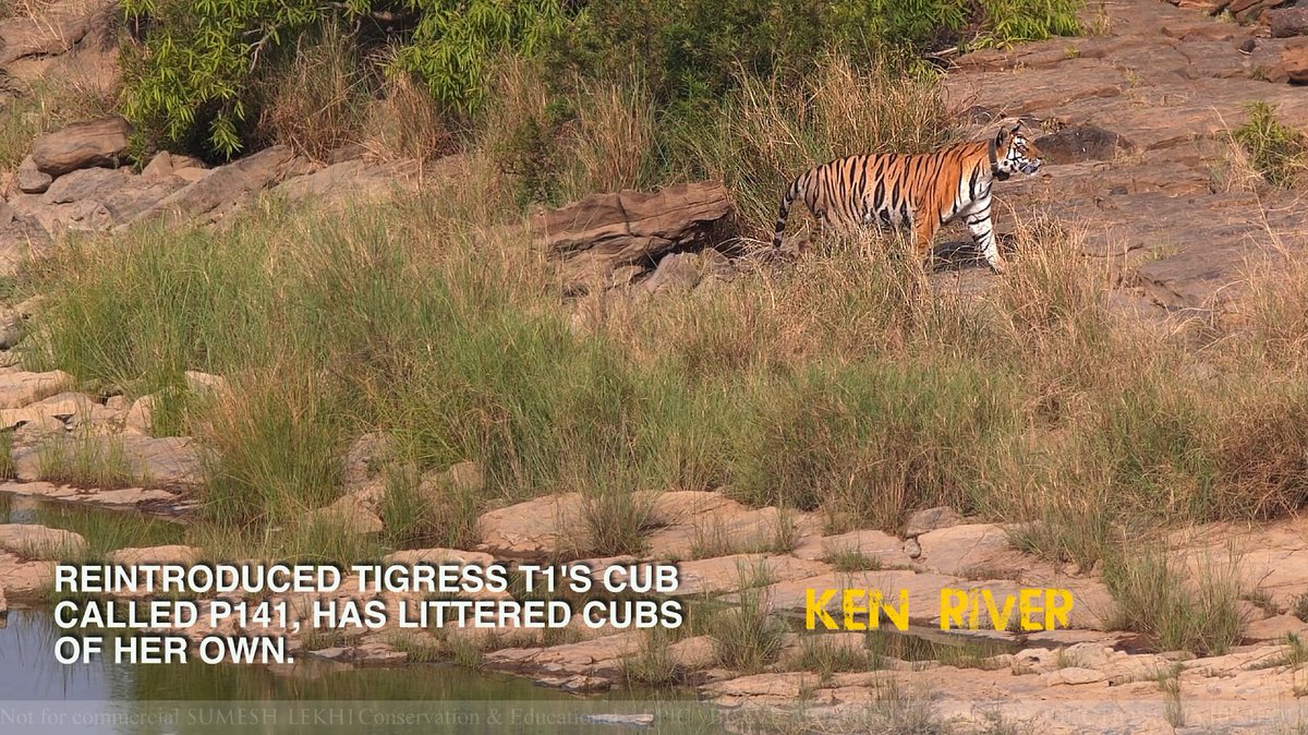 sumeshlekhi's tweet photo. Dear Mr.@narendramodi sincere Appeal to order protection of #savepanna #savekenriver UntouchedPristine KenRiver/forests-species/humans depend on it @ARanganathan72 @TVMohandasPai @Swamy39 @smritiirani @M_Lekhi @CMMadhyaPradesh @myogiadityanath @ShefVaidya #kamalnath @navikakumar https://t.co/CesPAeHA34