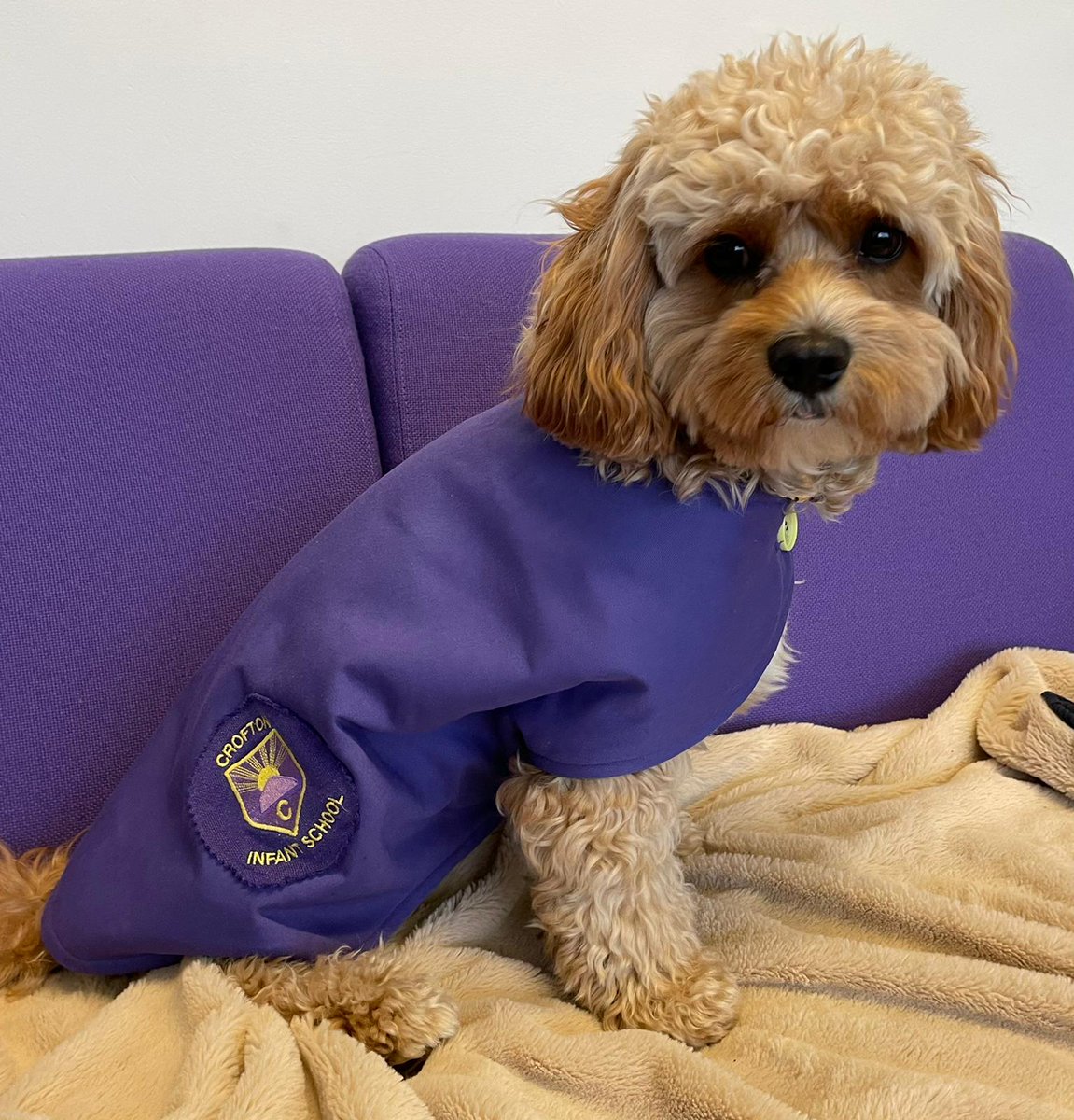 Croftoninf_read's tweet photo. Good morning from Lemmy the reading dog. Woof! 🐶🐾 https://t.co/RAiOYkijgz