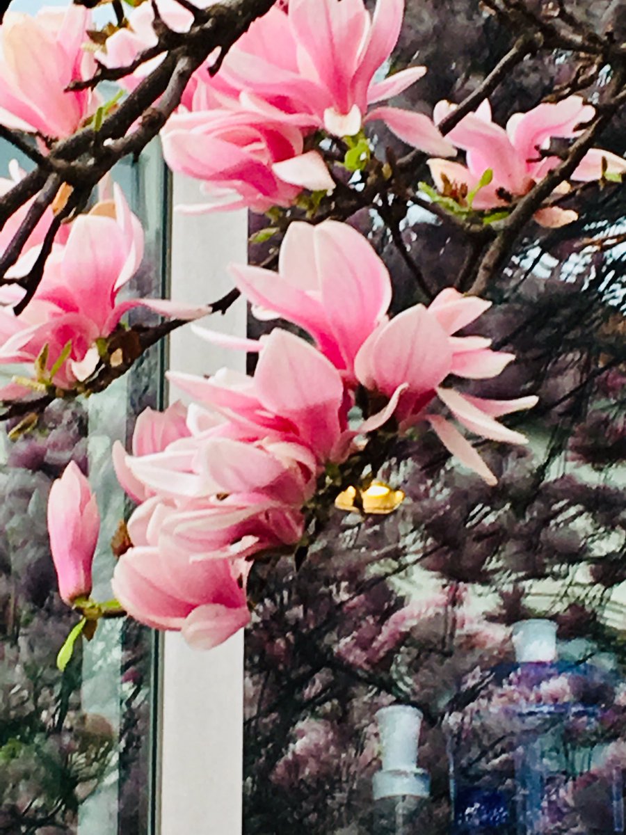 AnaCoelhoBXL's tweet photo. Confined humans 

Magnolia blossoming magnificently

#StreetPhoto #StreetFlowers #SpringIsThere https://t.co/cx0Xwji2pp