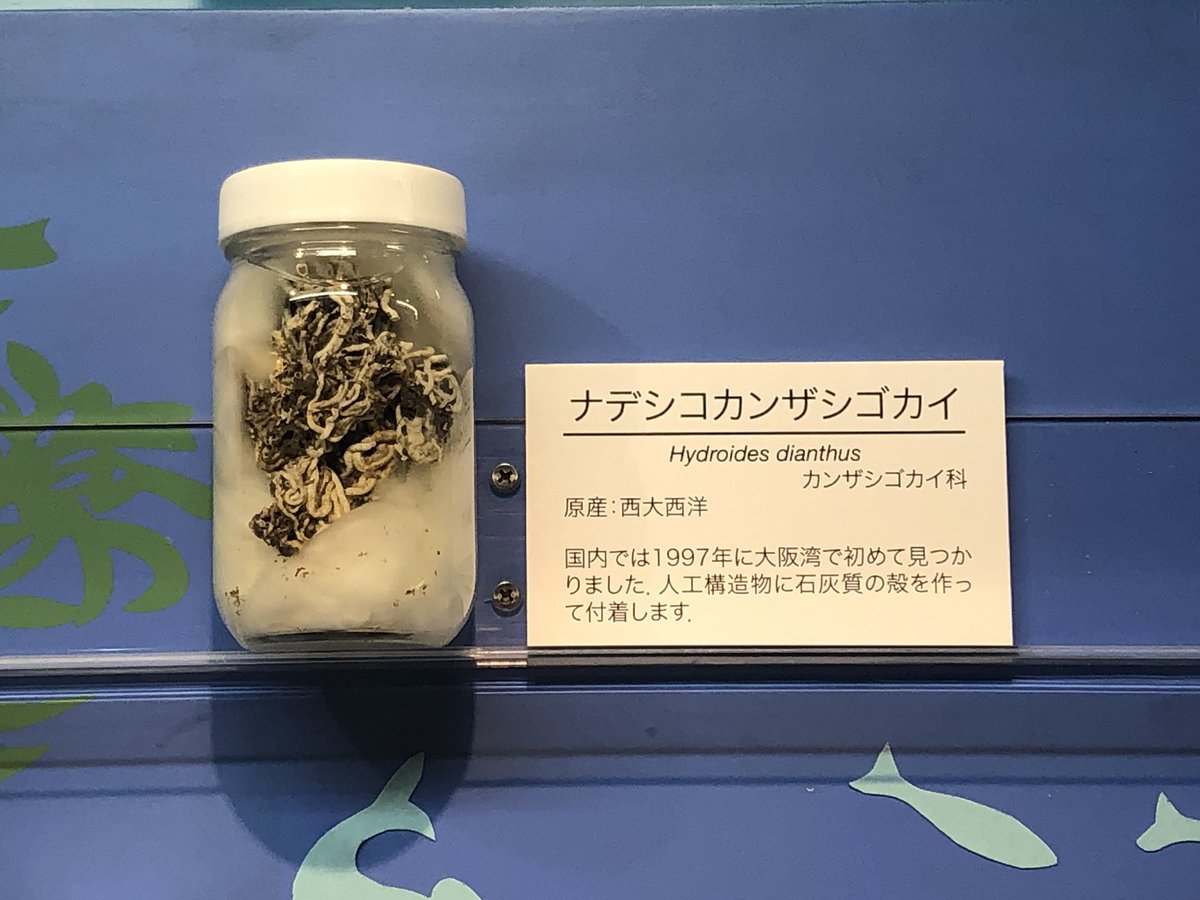 もっぺ みんな大好きパイプ虫の正式名称 ナデシコカンザシゴカイ 名前は綺麗やね くっさいけど