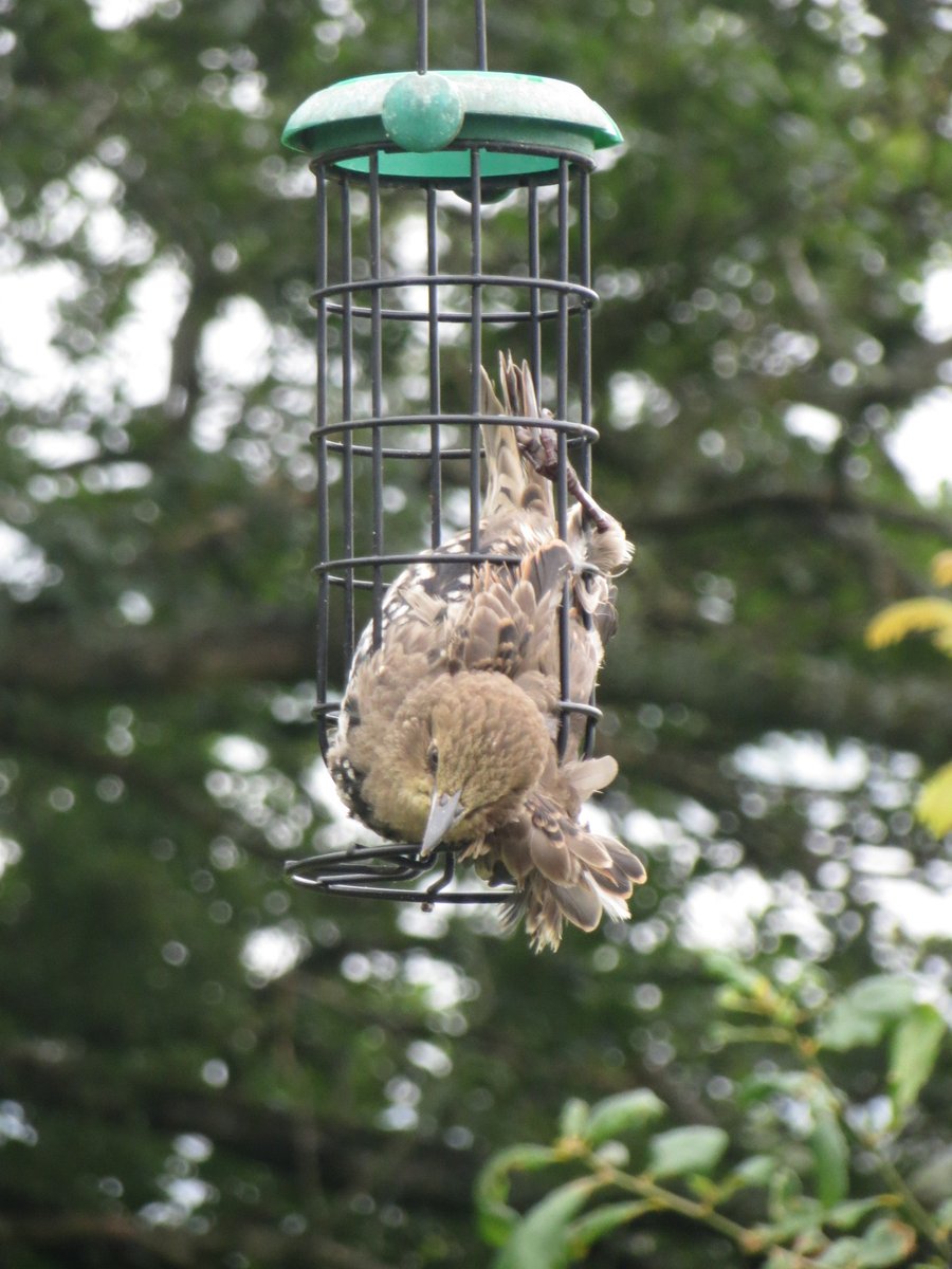CumbriaWildlifeTrust tweet media