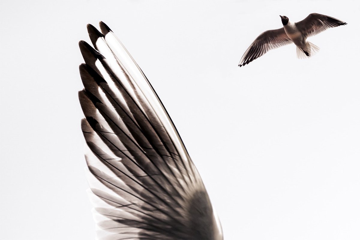 Sophia Mook tweet media