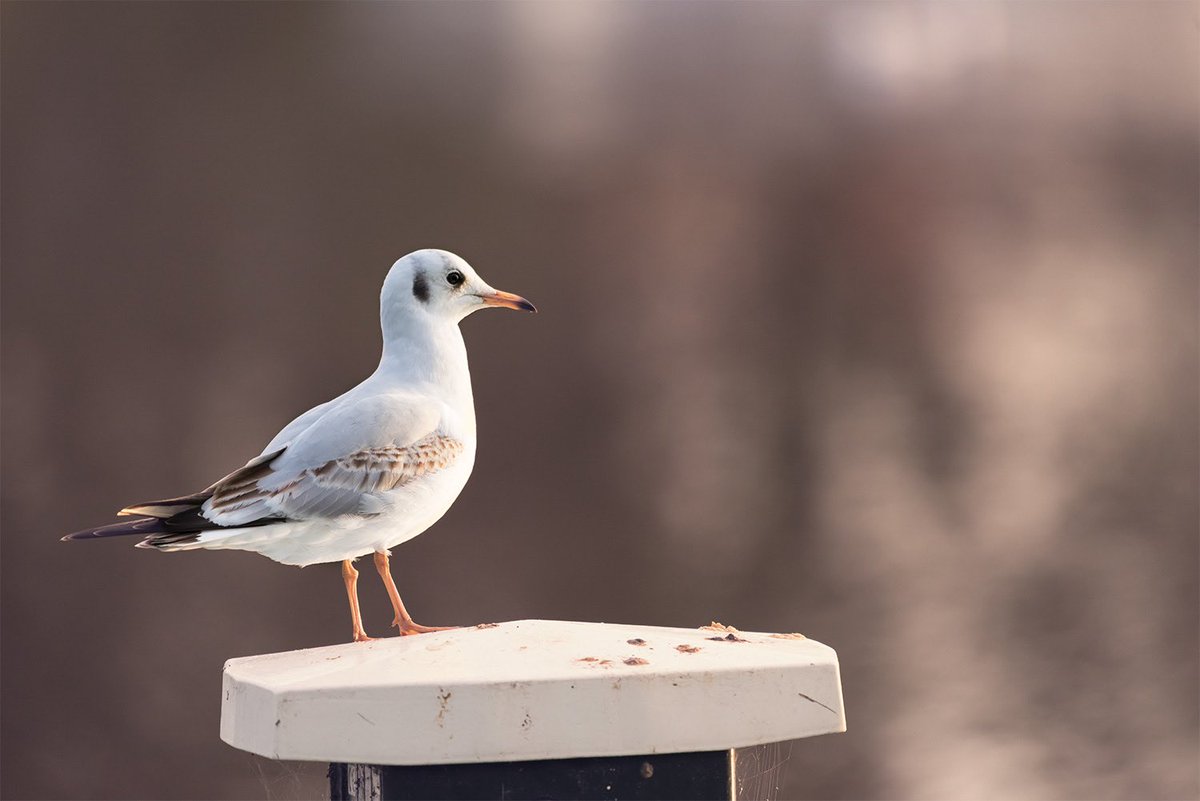 Sophia Mook tweet media