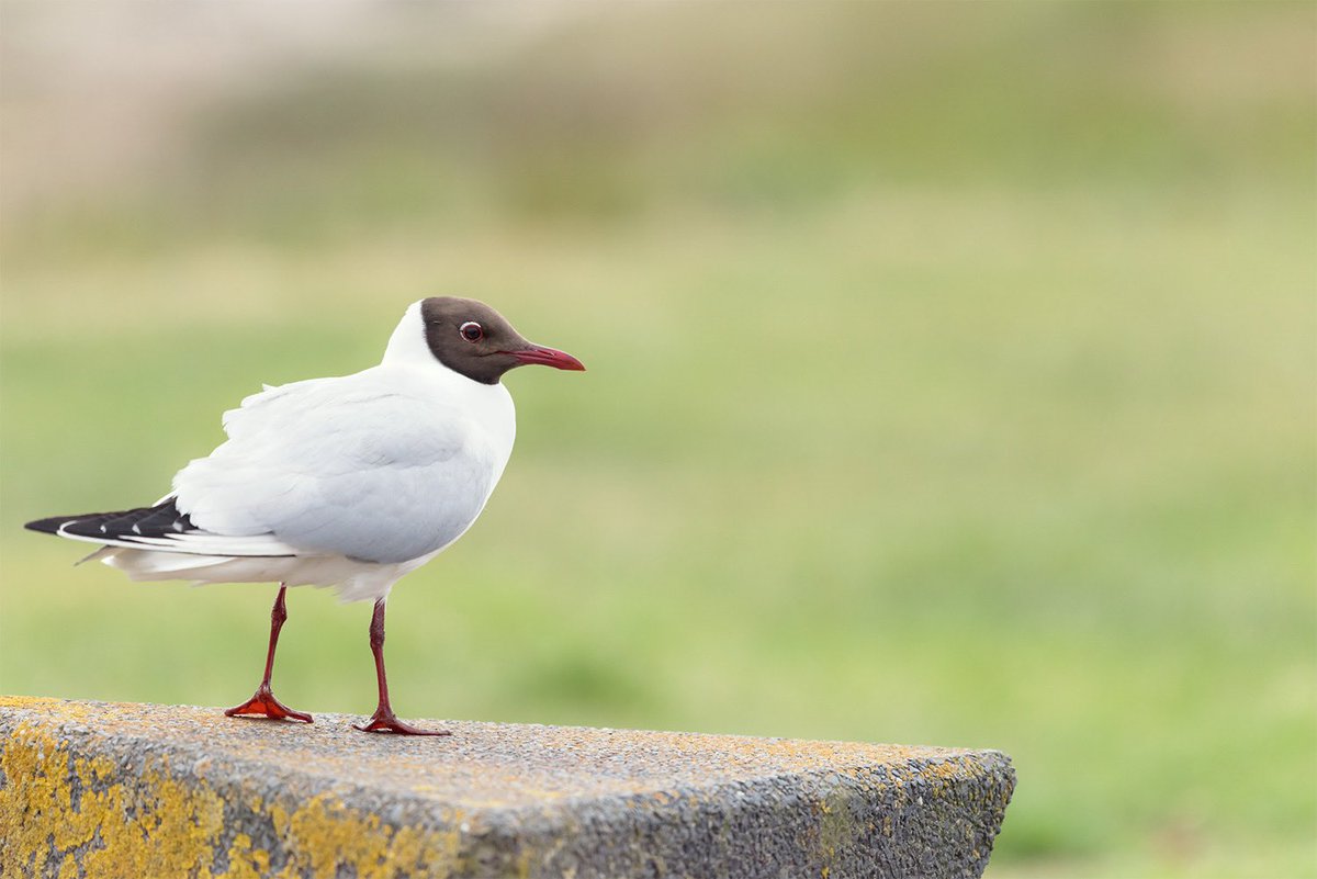 Sophia Mook tweet media