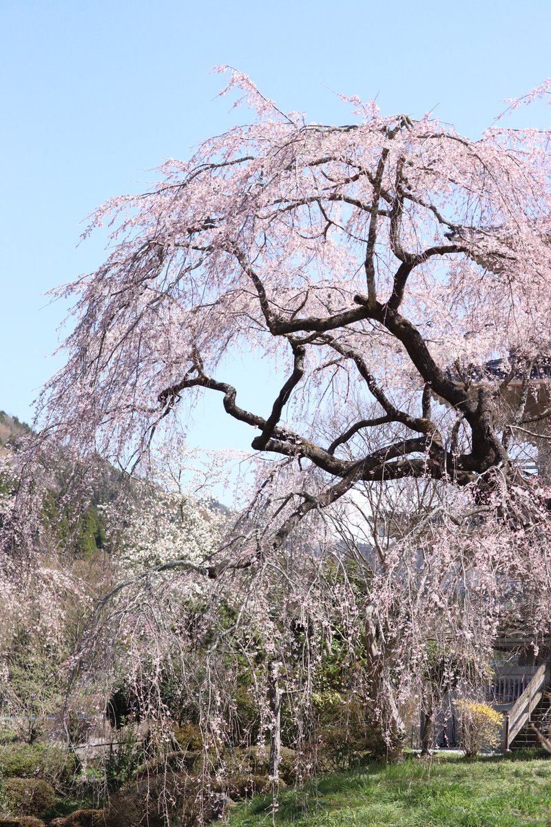 原田家のしだれ桜 原田家のしだれ桜