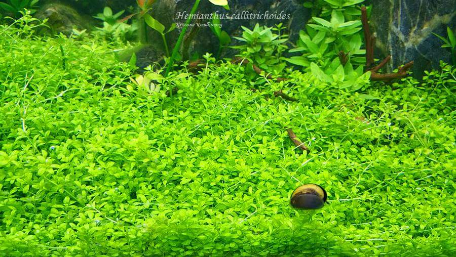 ApkNature's tweet image. หวีดจิ๋ว