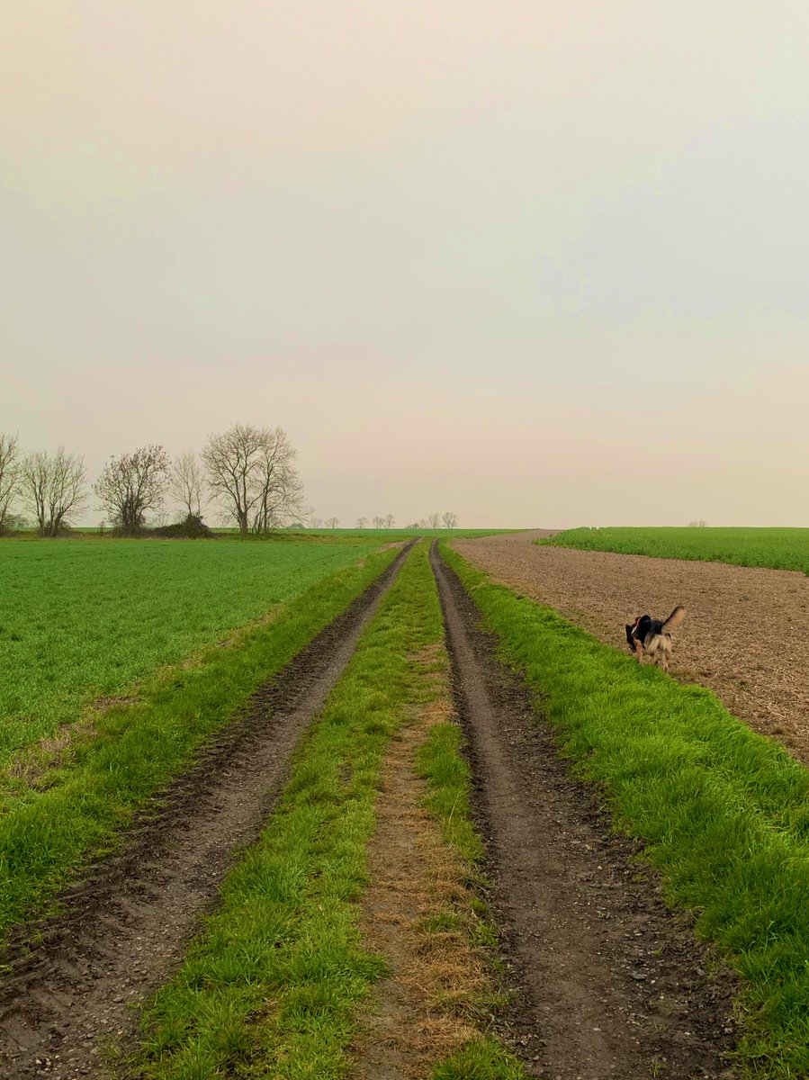 OOhhMatron's tweet photo. Early morning run, not looking forward to going back to run lights next week #itslight #roadahead #nhs1000miles #earlyrisersclub #rescueismyfavouritebreed https://t.co/Ahlvs8DFXe