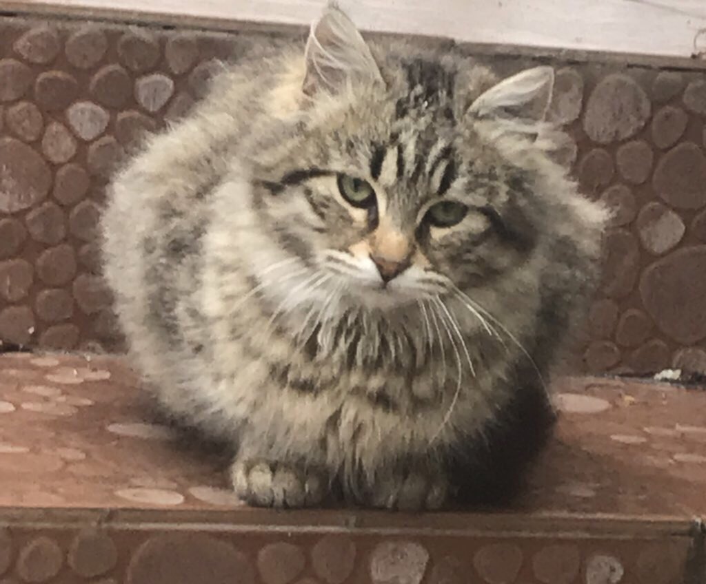 Davuk olduğum hakkında söylentiley doğru değil neyasmki