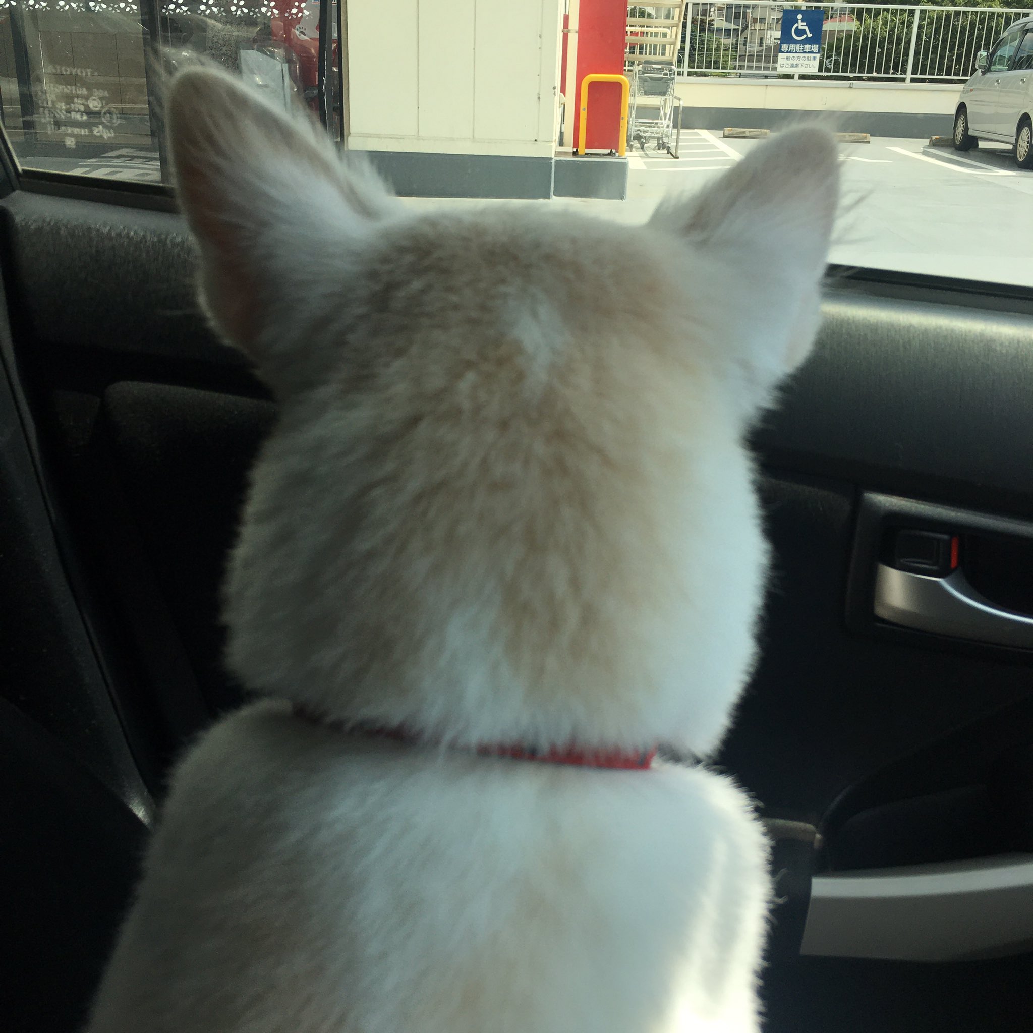 みんなの犬の後頭部見せて Twitter Search Twitter