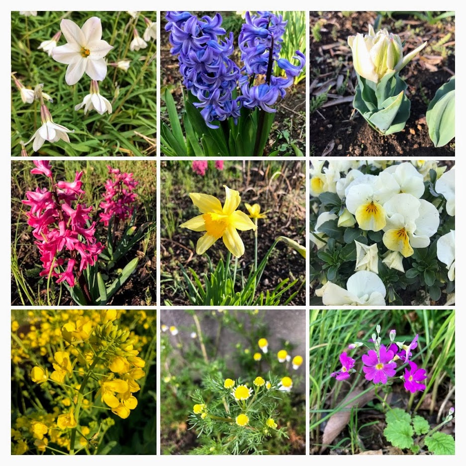 kmt_sbd's tweet image. きもとblogのお時間です

春の訪れを、庭の草花を見て感じる‥。
そんな素敵な経験を書いてくれたのは、SK。
私はこのblogを読んで、「フキノトウ味噌を作って」と頼みました。

皆さんも是非、このblogから春の訪れを感じて下さい🌸

kimoto-sbd.co.jp/blog/2021/03/2…

#きもとblog
#春　
#季節のお花