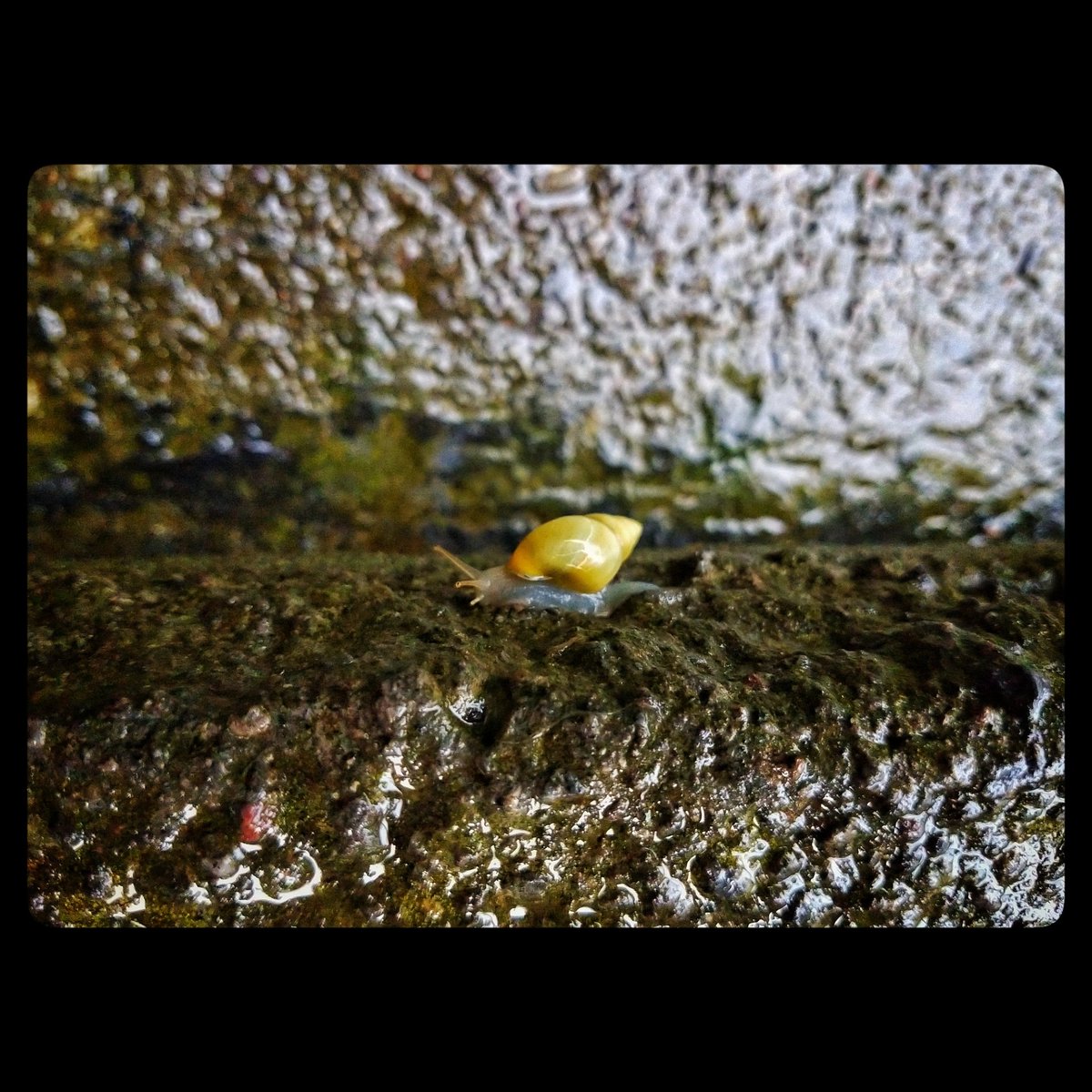omedina29's tweet photo. Pequeño en pleno sprint 🐌⚡
.
.
.
.
.
#caracol #snail #snails #espiral #photographylovers #streetphotographyinternational #streetphotographercommunity #streetphotographyworldwide #motorolaphotography #motog6plus #veracruzphotos #méxico #mexicoesfotografia #Veracruz https://t.co/g8CehHrPaS