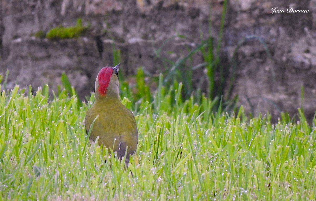 JeanDornac's tweet photo. Qu’il est bon de croiser, tôt le matin, cette dame pic vert qui scrute l’horizon autant pour sa sécurité que pour son alimentation… #bon #croiser #matin #dame #picvert #scrute #horizon #sécurité #alimentation #parc #médiathèque #Lannion #CôteArmor #Bretagne #France https://t.co/2TfE4ksvJk