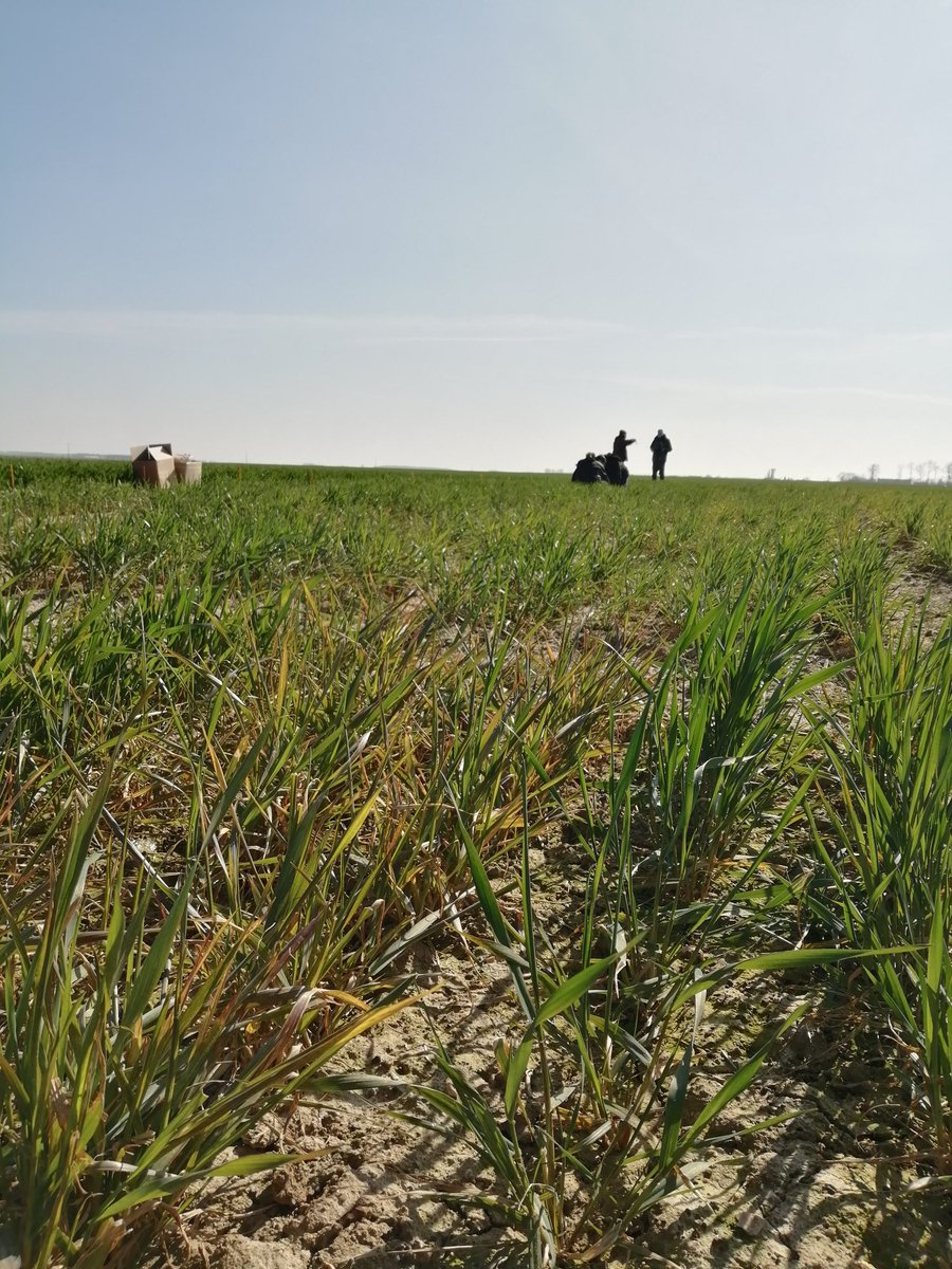 🔎 Première date de notation sur notre site mosaïque de Pray, avec le beau temps ☀️. Un site caractérisé par la dominance de la mosaïque des stries en fuseau et qui permet de faire avancer la sélection variétale en blé dur comme en blé tendre. 🌾🌾