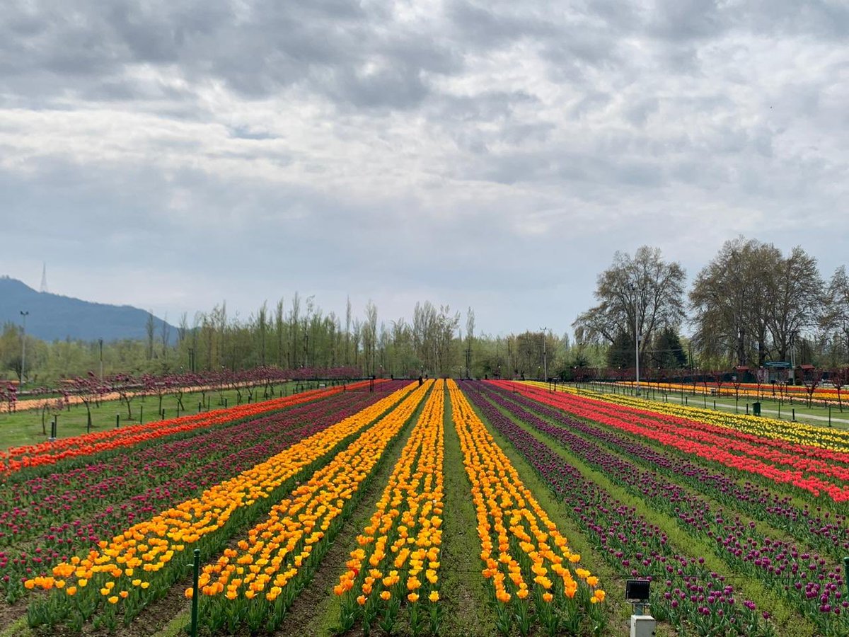 Whenever you get the opportunity, do visit Jammu and Kashmir and witness the scenic Tulip festival. In addition to the tulips, you will experience the warm hospitality of the people of Jammu and Kashmir.