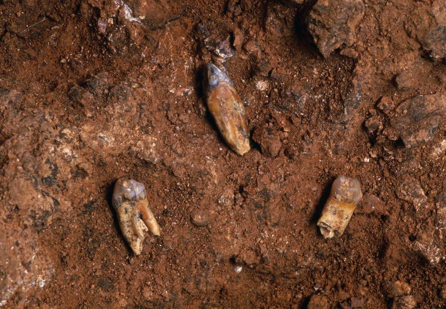 WhiteRabbit36's tweet photo. Dragged, lagged, or undisturbed: Reassessing the autochthony of the hominin-bearing assemblages at Gran Dolina (Atapuerca, Spain).
Our new paper exploring the integrity of Homo antecessor layers at Gran Dolina
#Taphonomy #R #spatstat @SpringerNature
https://t.co/mpwQKQms0k https://t.co/6WAjPLzFk5