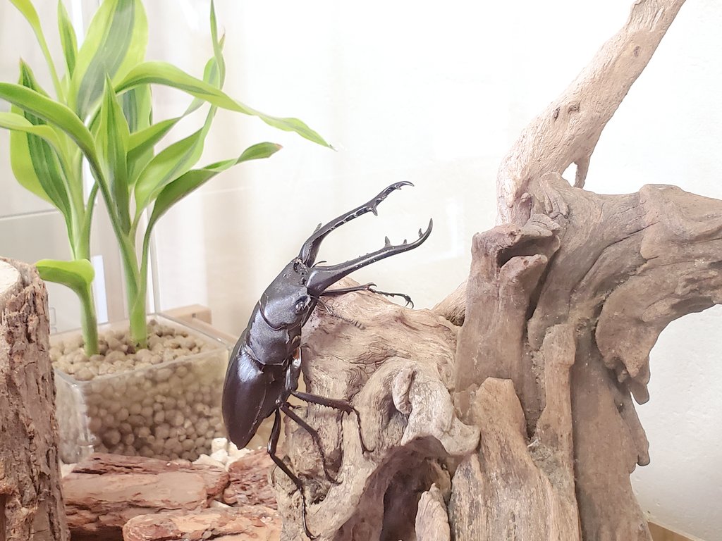 夏 クワガタテラリウム完成 ギラファノコギリに居住してもらうことに 気に入ってくれるだろうか クワガタテラリウム T Co Ebkdbzy61v Twitter