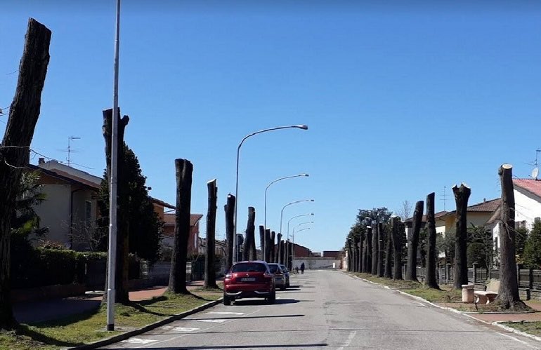 assofloro's tweet photo. Alberi e verde devono essere curati da professionisti ed aziende formate e qualificate e non da volontari. Per questo abbiamo chiesto l’abrogazione dell’arte.16 del #ddl2019 sul #florovivaismo https://t.co/T0IRAauKcc https://t.co/VtTTC03fKl