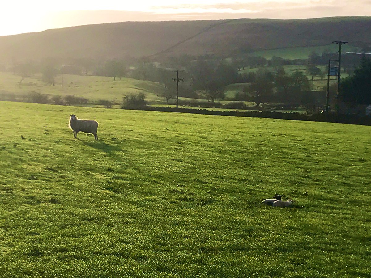 Alison Watson MBE tweet media