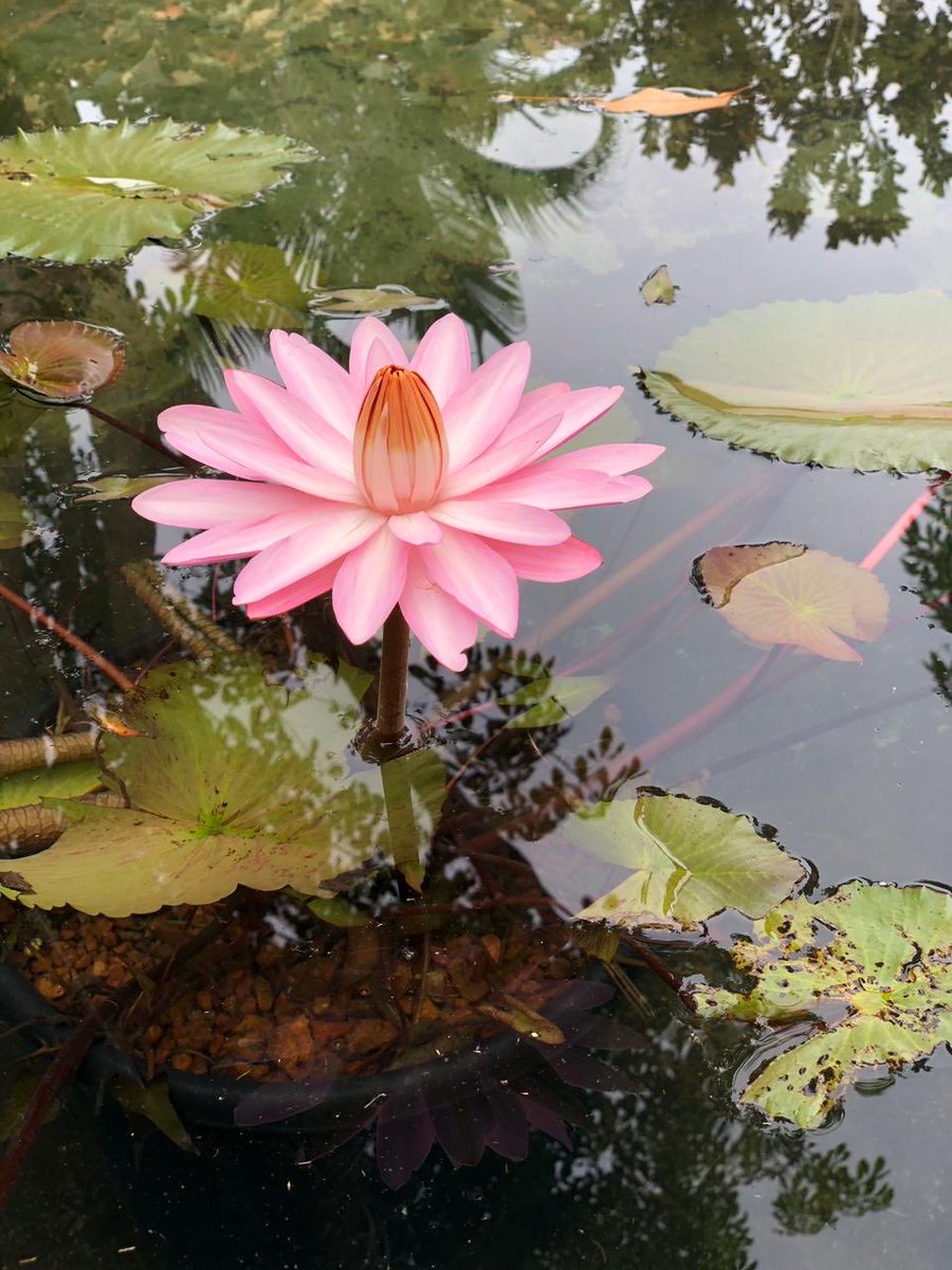 A lotus flower captured on mobile phone today in Tamil Nadu's Colachel assembly constituency