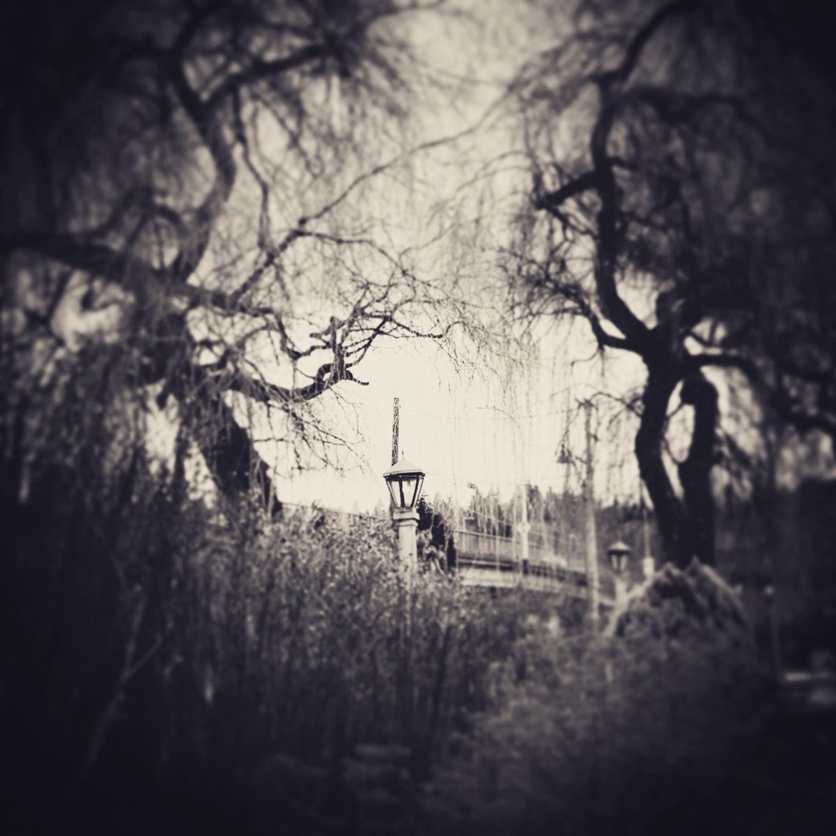 HauntedHistory2's tweet photo. Good night Twitter folk. A very busy day but will catch up soon. #eerie #spooky #trees #eveningvibes #Wednesdayvibe #naturephotograpahy #creepytree https://t.co/NGU6z4zB9r
