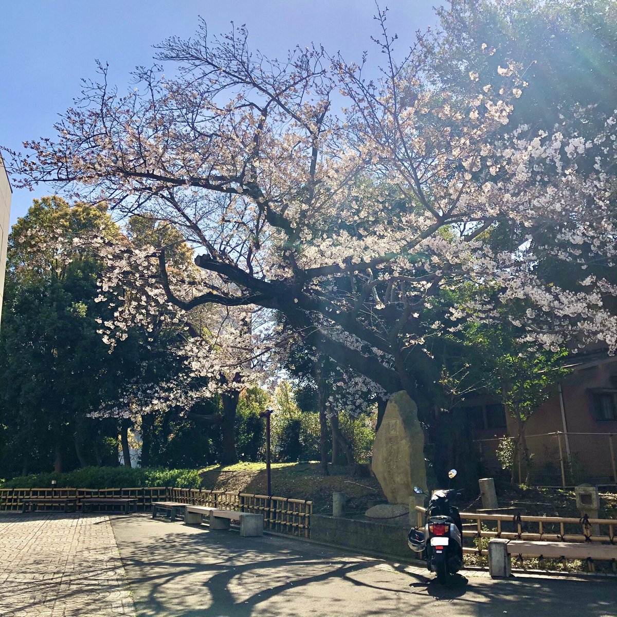 サンドリーム セルシーアンドルモン Sundreamsr Twitter