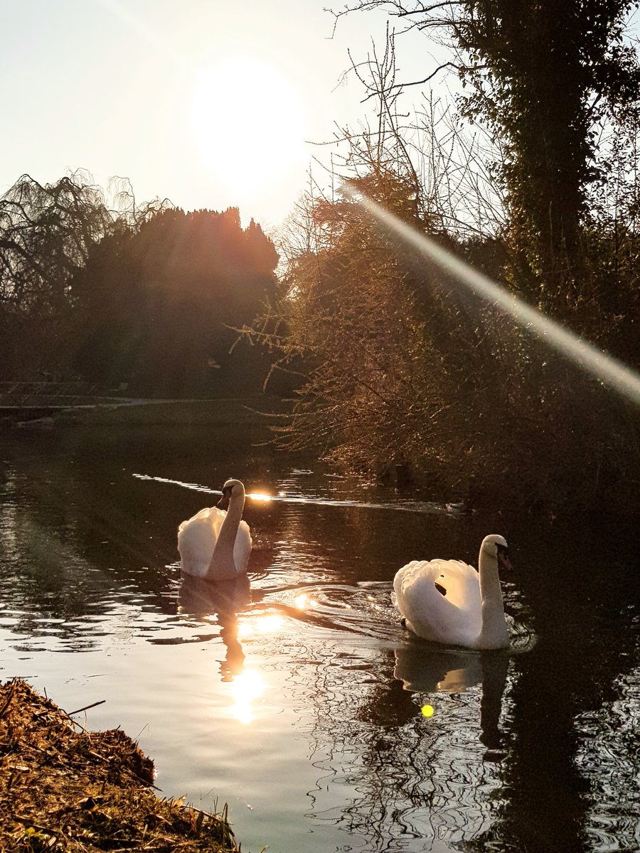 lilaelkhadra's tweet photo. #Roubaix #ParcBarbieux 
"Il n'y a pas de mal a être né dans une basse-cour lorsqu'on sort d'un oeuf de cygne.." H.C.Andersen 😉
#hautsdefrance #Iloveroubaix @IloveRBX #photooftheday #Photographie https://t.co/IenU1wI2SN