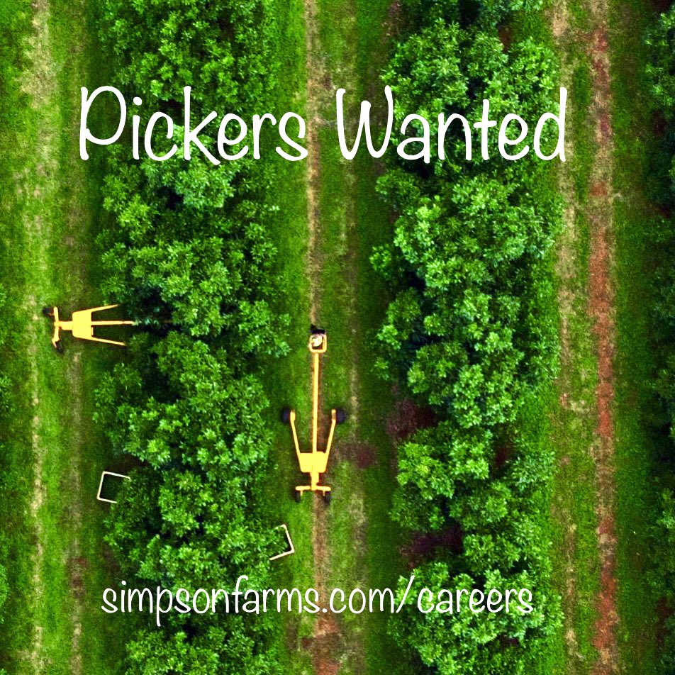 simpson_farms's tweet photo. We are looking for avocado pickers , head to https://t.co/WMGavmXkhj to apply https://t.co/zGzDWyNBlw