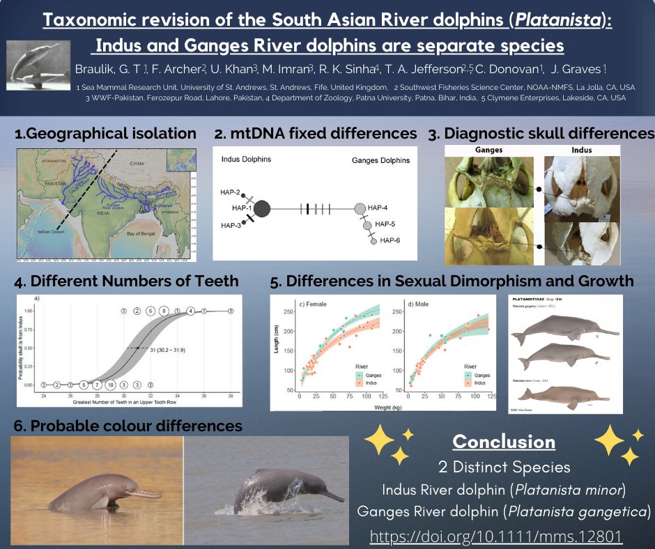 _SMRU_'s tweet photo. 📢New paper alert! New study by @GillBraulik &amp; colleagues concludes Indus &amp; Ganges River dolphins should be different species based on clear differences in the skull, external morphology, genetics and colouration. https://t.co/PgVvDvtjbr @NOAAFisheries @WWFPak @WWFRiverDolphin 1/ https://t.co/V5Rm98TYIS