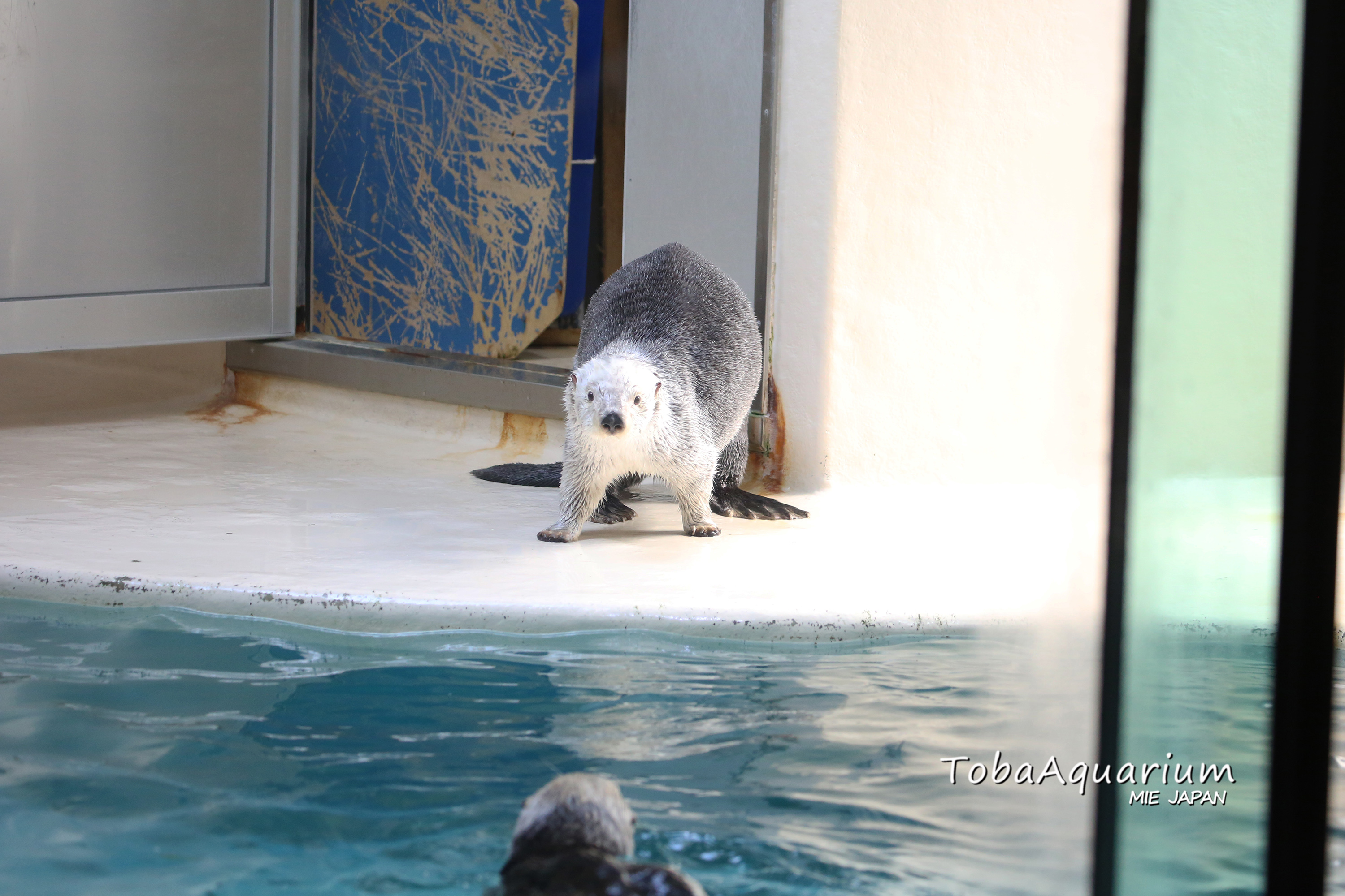 鳥羽水族館 アルミスケール 定規 物差し ラッコ ジュゴン