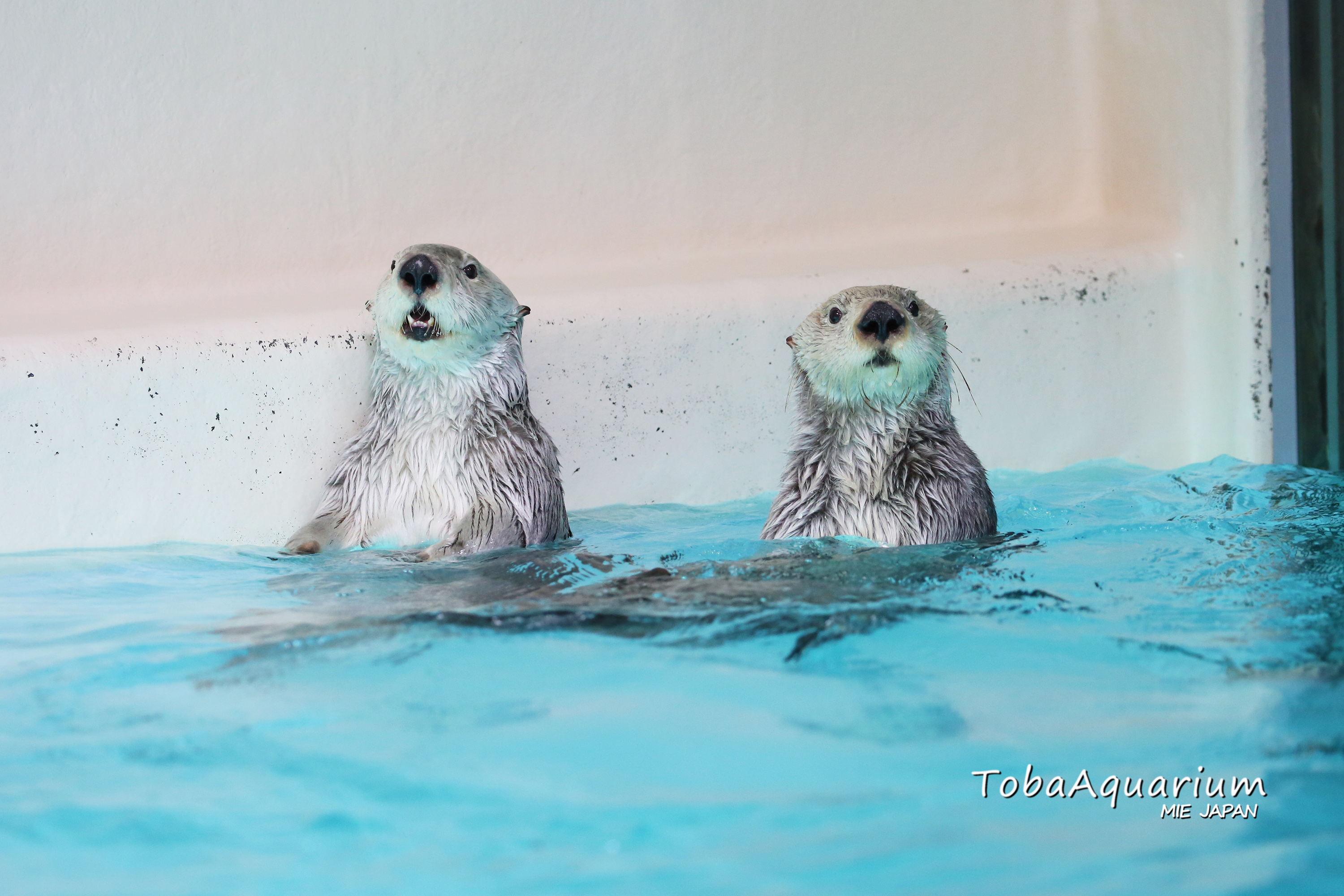 Amazon.co.jp: ラッコのメイとキラ 写真集 鳥羽水族館 : おもちゃ