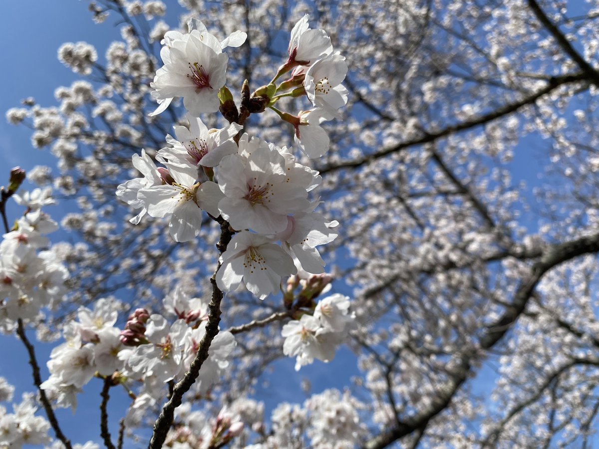 55sumireeeee's tweet photo. もう春ですね〜🌸

道行く人にかわいいと言われこぎ実もいい表情です🥰

#コーギーのいる暮らし https://t.co/BcKNMJbrY7