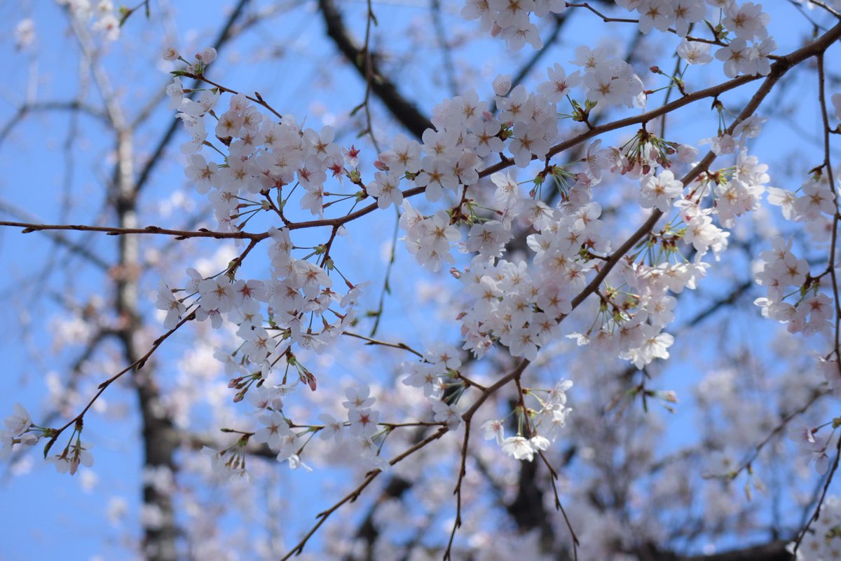 MikaBeen's tweet photo. 満開🌸 https://t.co/n9Y2yQevhB