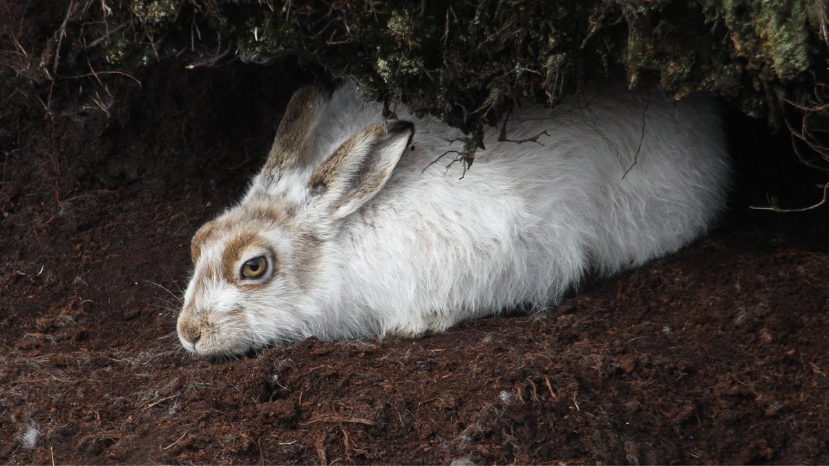 Dr Carlos Bedson tweet media