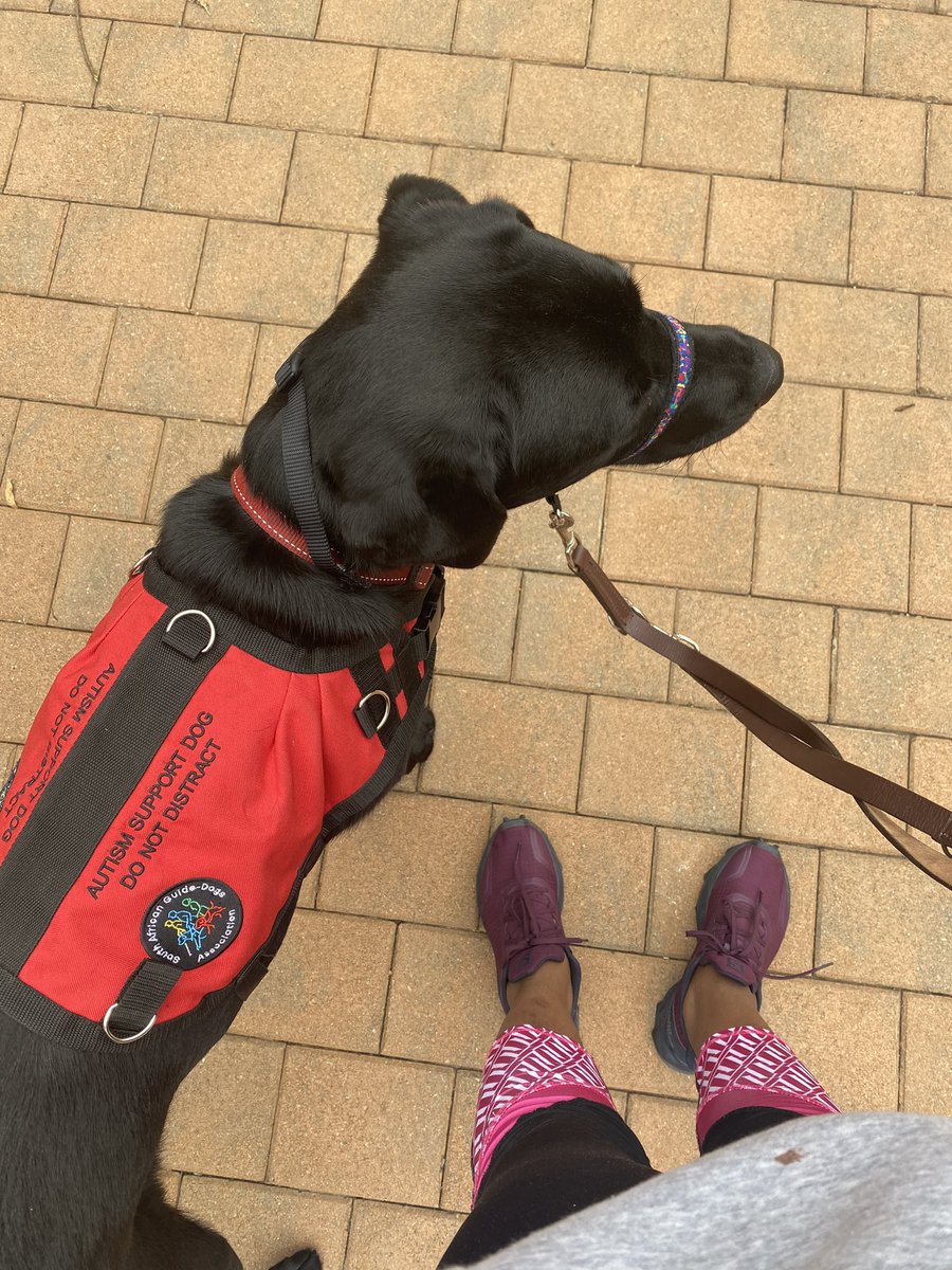 balwa1's tweet photo. I’m also benefitting here cause I have to take him for daily obidience walks .
#autismawareness
#autismsupportdog https://t.co/fhr4vTijAv